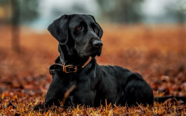 Original photograph of a black dog