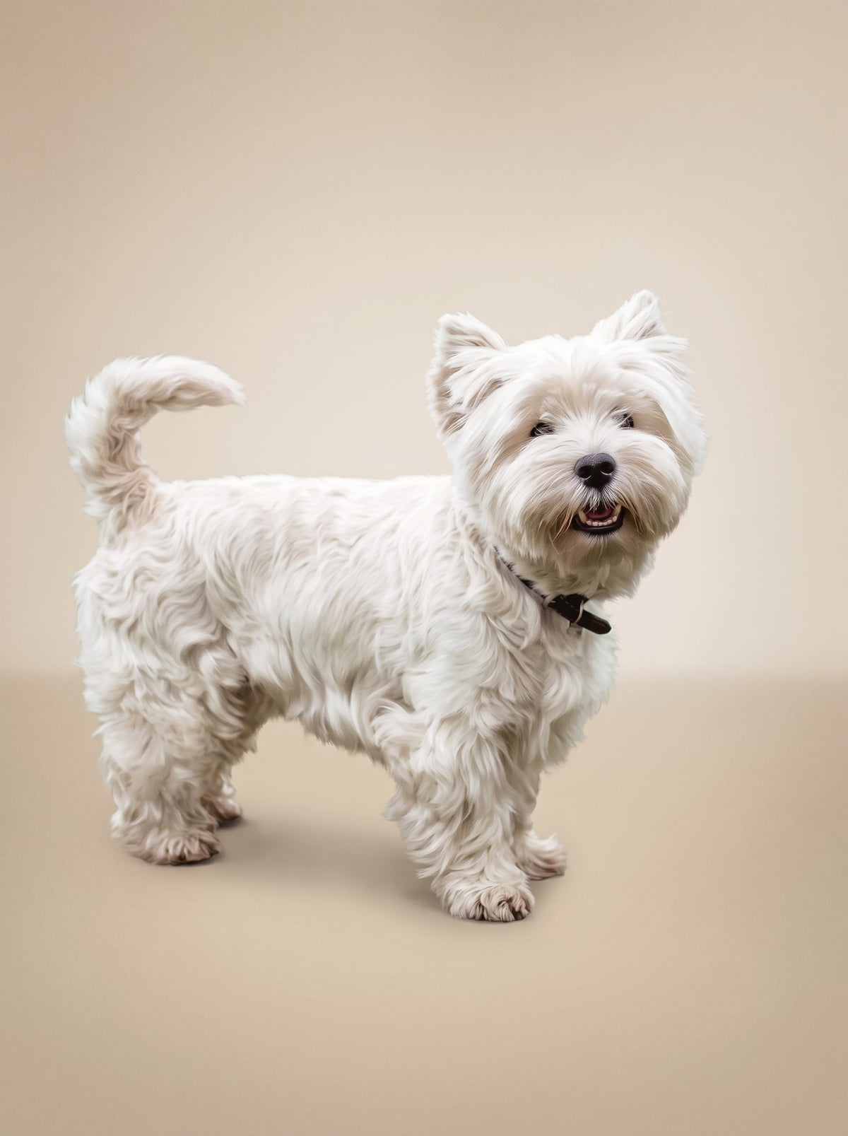 Animelier Editorial Gallery portrait of a small white dog