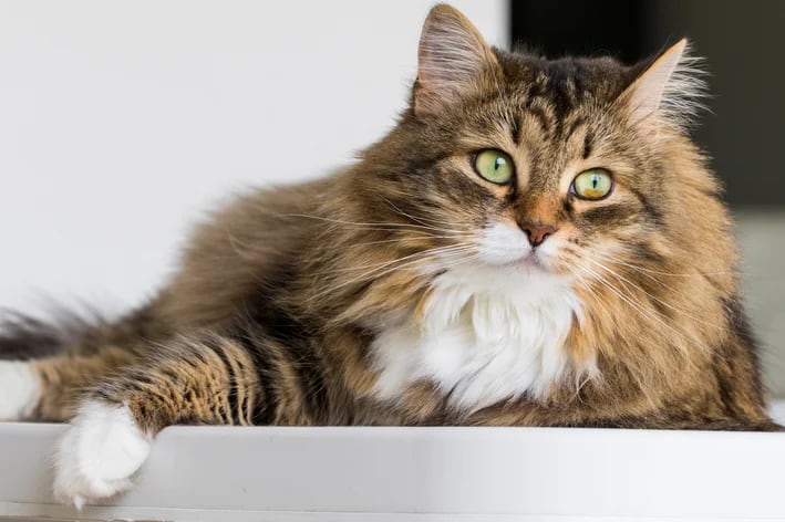 Original photograph of a tabby cat