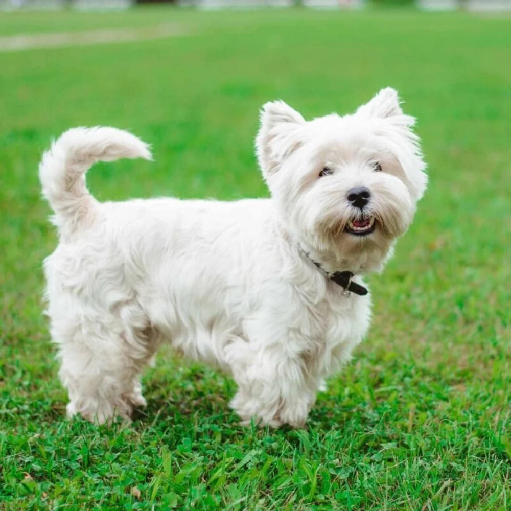 Original photograph of a small white dog